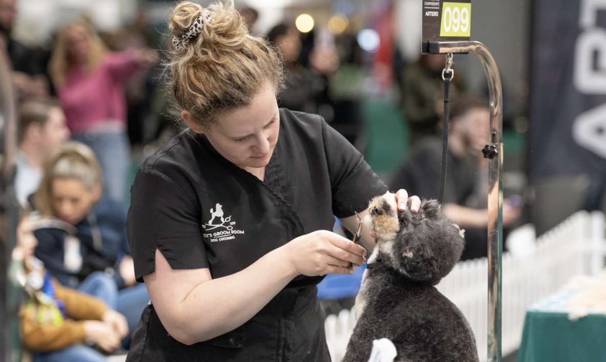 The founder grooming at a competition